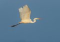 Silberreiher · great white egret | eye 0406 Silberreiher · great white egret