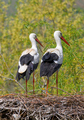 Störche · Storks | eye 0404 Störche · Storks