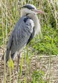 Graureiher | eye 0390 Graureiher